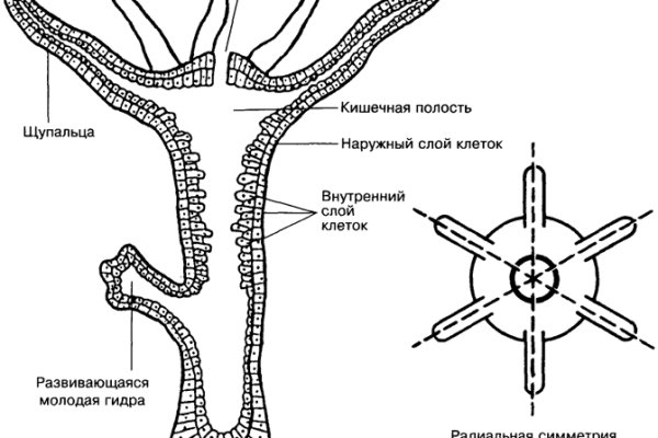 Kraken даркнет маркет